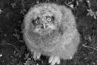 Diploma from Salon_ERNESTO_FRANCINI_Italy_OWL CHICK