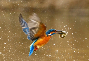 FIAP Honorable Mention_Kranitz_Roland_Hungary_Kingfisher_With_Prey