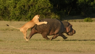 PAAT Bronze Medal_Ian_Whiston_United_Kingdom_Hippo_Under_Attack